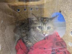 Shelter Stray Female Cat last seen Near BLOCK ADAMS ST NE, 8920 Lomas Blvd NE, Albuquerque, NM 87112, USA