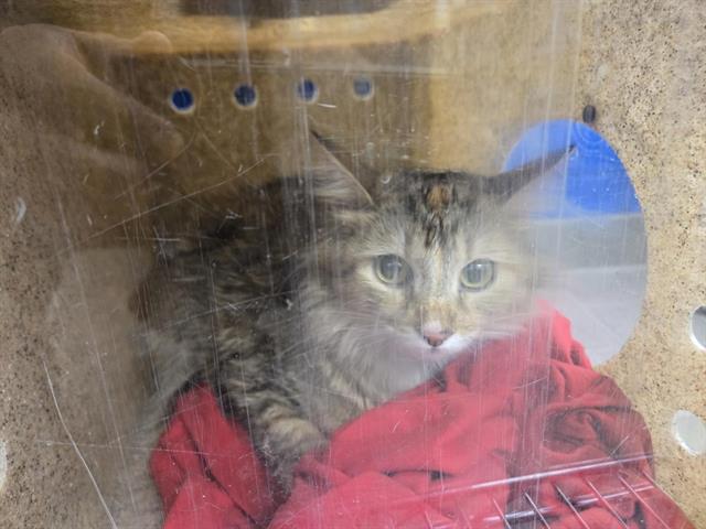 Shelter Stray Female Cat last seen Near BLOCK ADAMS ST NE, 8920 Lomas Blvd NE, Albuquerque, NM 87112, USA