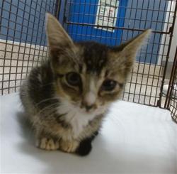 Shelter Stray Female Cat last seen Near BLOCK SW 151 ST, 3599 NW 79th Ave, Doral, FL 33122, USA