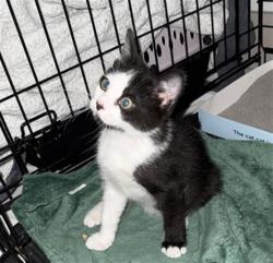 Shelter Stray Male Cat last seen CHARLOTTE, 8315 Byrum Dr, Charlotte, NC 28217, USA