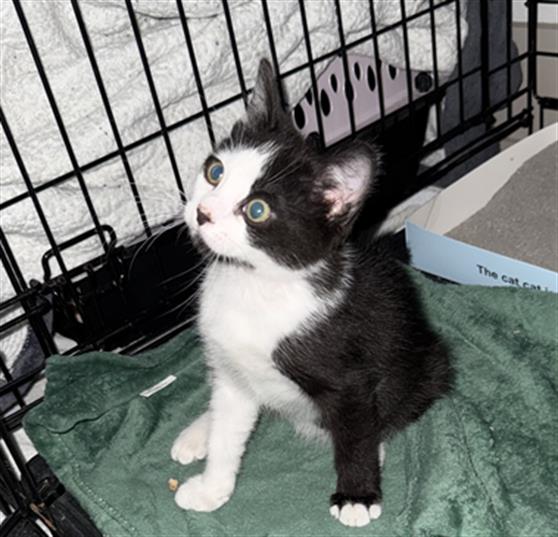 Shelter Stray Male Cat last seen CHARLOTTE, 8315 Byrum Dr, Charlotte, NC 28217, USA