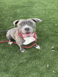 Shelter Stray Female Dog last seen , 1850 W 60th St, Los Angeles, CA 90047, USA