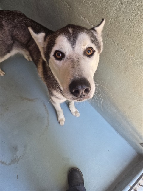 Shelter Stray Unknown Dog last seen ECHO GLEN/CANYON CREEK, 6443 Oak Canyon, Irvine, CA 92618, USA