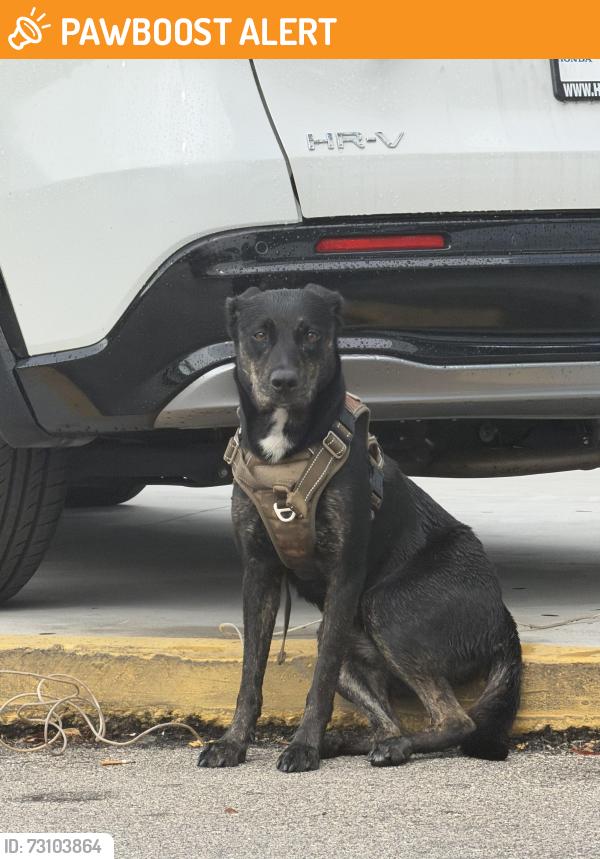 Found/Stray Unknown Dog last seen Near 2150 NE 163rd Street, North Miami Beach, FL 33162, North Miami Beach, FL 33162