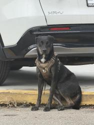 Found/Stray Unknown Dog last seen Near 2150 NE 163rd Street, North Miami Beach, FL 33162, North Miami Beach, FL 33162