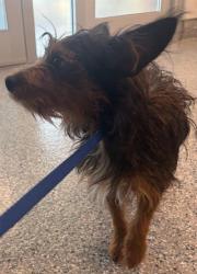 Shelter Stray Male Dog last seen Near BLOCK HENDERSON RD, 12155 Park Blvd, Brighton, CO 80601, USA