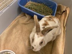 Shelter Stray Unknown Other last seen Near BLOCK S MANHATTEN DR, 4522 W 3500 S, West Valley City, UT 84120, USA