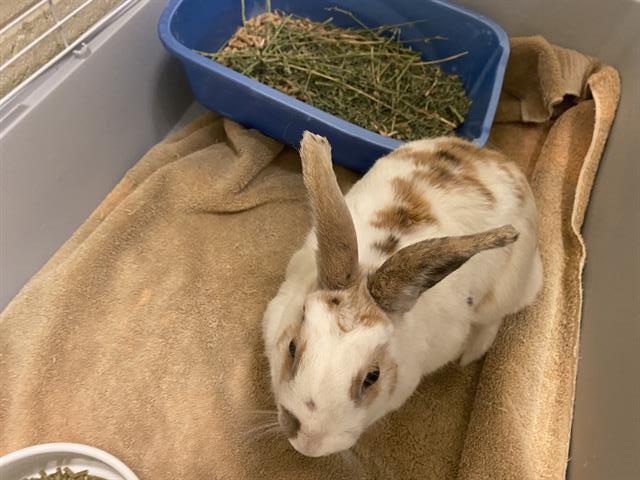 Shelter Stray Unknown Other last seen Near BLOCK S MANHATTEN DR, 4522 W 3500 S, West Valley City, UT 84120, USA
