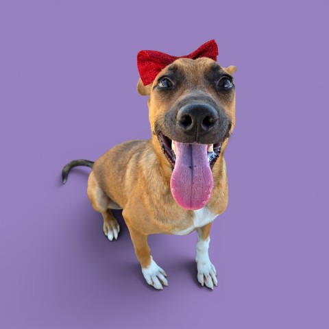 Shelter Stray Female Dog last seen Near BLOCK GRACE ST, BAKERSFIELD CA 93305, 3951 Fruitvale Ave, Bakersfield, CA 93308, USA