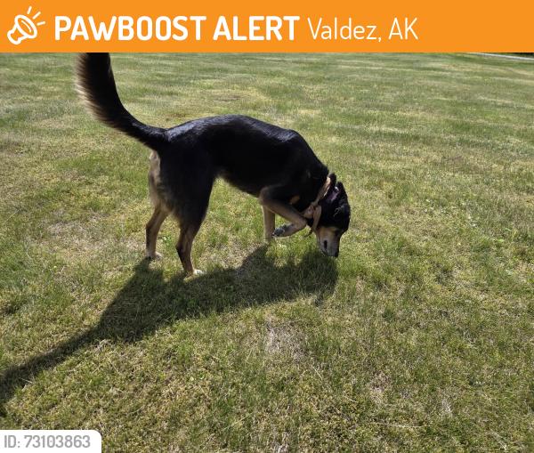 Found/Stray Female Dog last seen Near Richardson Hwy, Valdez, AK 99686