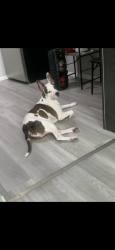 Lost Female Dog last seen between kingshighway and union by natural bridge, St. Louis, MO 63115