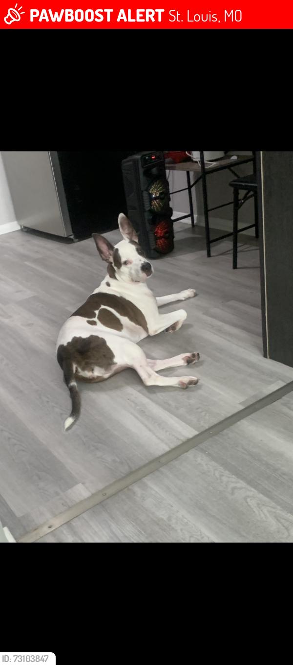 Lost Female Dog last seen between kingshighway and union by natural bridge, St. Louis, MO 63115