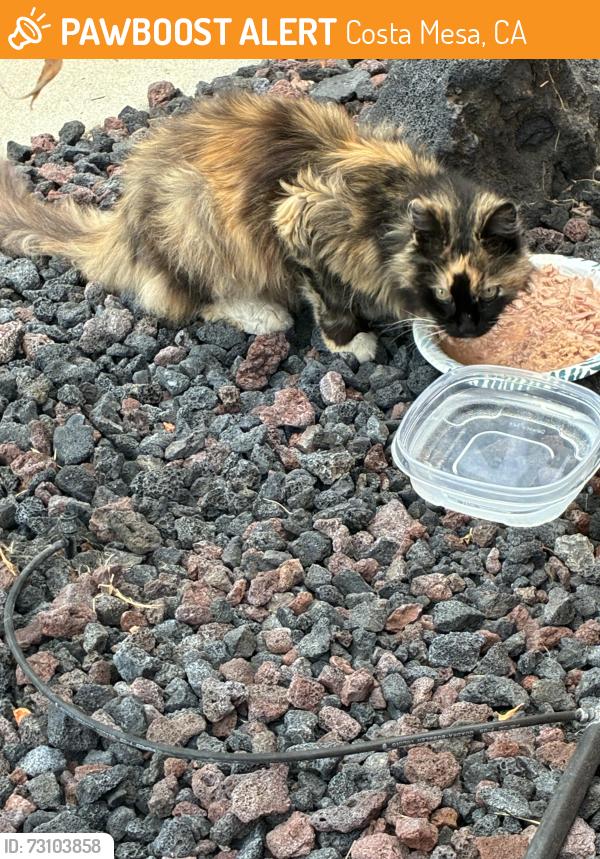 Found/Stray Female Cat last seen OC Fairgrounds. TeWinkle Park. Cortez. Presidio., Costa Mesa, CA 92626