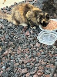 Found/Stray Female Cat last seen OC Fairgrounds. TeWinkle Park. Cortez. Presidio., Costa Mesa, CA 92626
