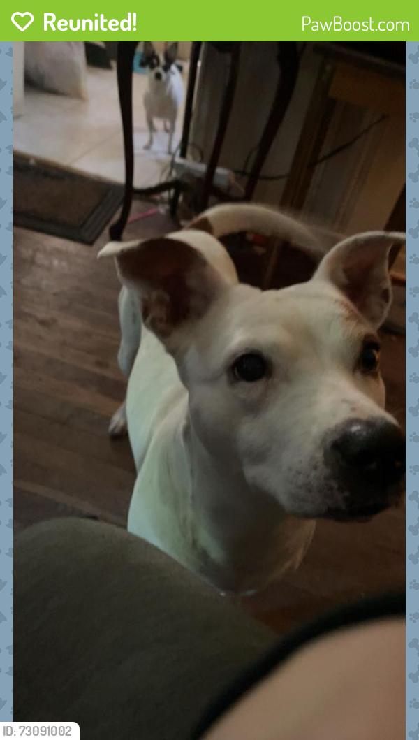 Reunited Female Dog last seen Evanston IL, Evanston, IL 60201