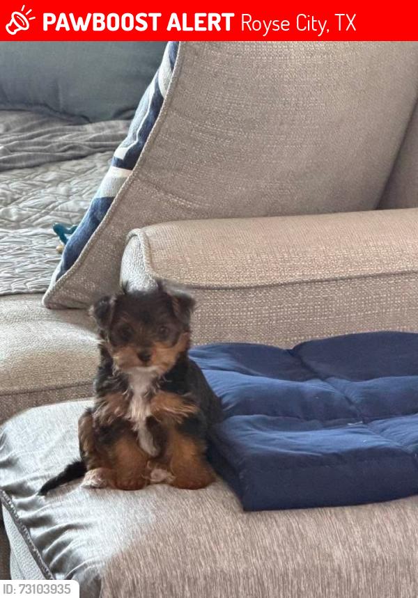 Lost Female Dog last seen Creekside, Royse City, TX 75189