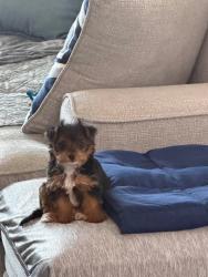 Lost Female Dog last seen Creekside, Royse City, TX 75189