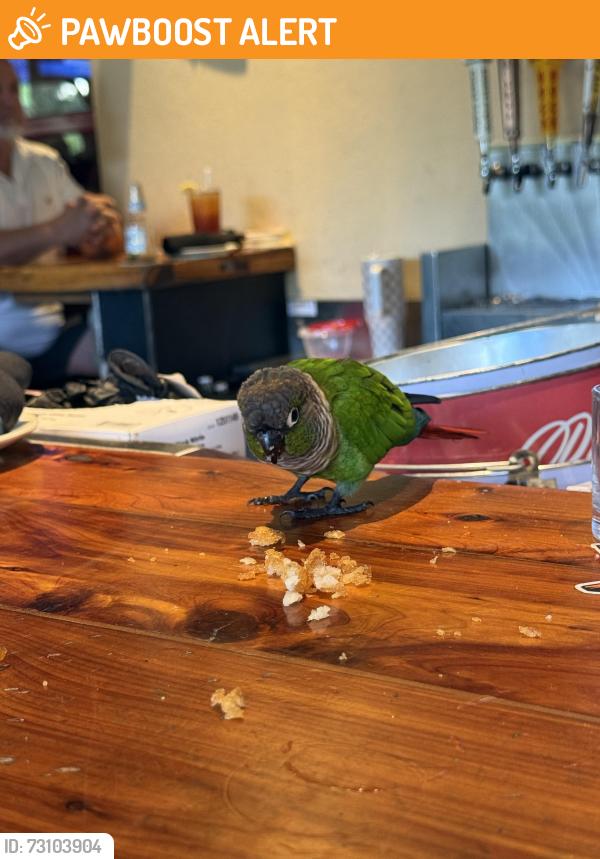 Found/Stray Unknown Bird last seen Twin Peaks Bar West Palm, West Palm Beach, FL 33409