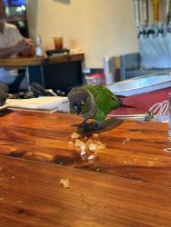 Found/Stray Unknown Bird last seen Twin Peaks Bar West Palm, West Palm Beach, FL 33409