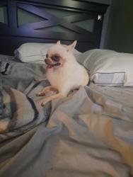 Reunited Male Dog last seen Kedvale and Cortland, Chicago, IL 60639