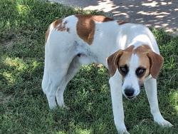 Found/Stray Male Dog last seen Old Kaufman Road - northwest of Lakeside Baptist Church, Canton, TX 75103
