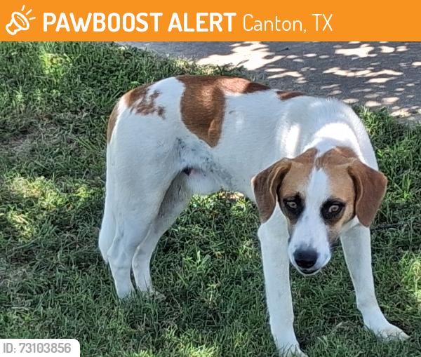 Found/Stray Male Dog last seen Old Kaufman Road - northwest of Lakeside Baptist Church, Canton, TX 75103