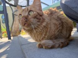 Lost Male Cat last seen Fig down from skate park, Lancaster, CA 93534