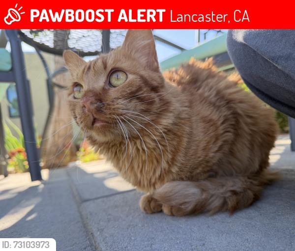 Lost Male Cat last seen Fig down from skate park, Lancaster, CA 93534