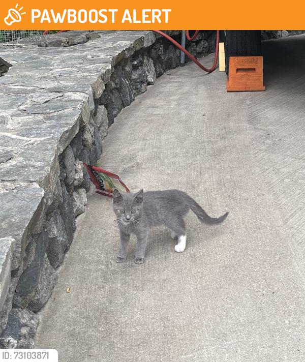 Found/Stray Unknown Cat last seen Lone coyote ridge, Buncombe County, NC 28732