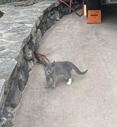 Found/Stray Unknown Cat last seen Lone coyote ridge, Buncombe County, NC 28732