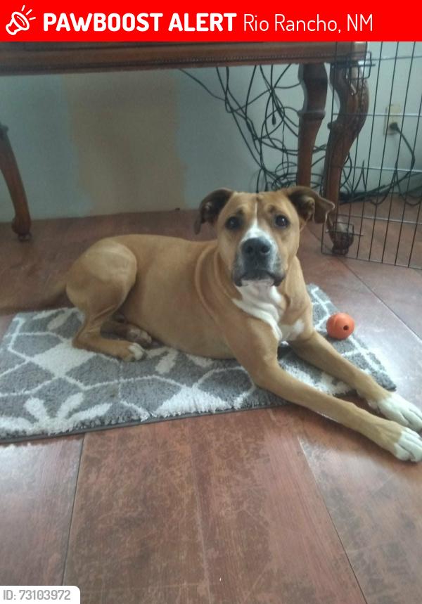 Lost Male Dog last seen 4501safelite blvd ne Rio Rancho nm, Rio Rancho, NM 87144