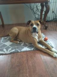 Lost Male Dog last seen 4501safelite blvd ne Rio Rancho nm, Rio Rancho, NM 87144