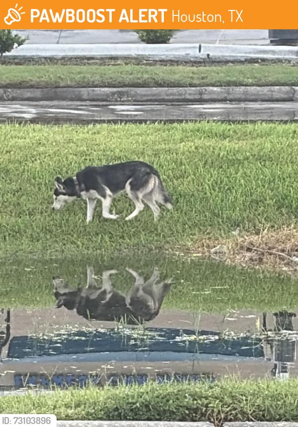 Found/Stray Female Dog last seen Bingle/ w little York and, Houston, TX 77040