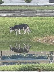 Found/Stray Female Dog last seen Bingle/ w little York and, Houston, TX 77040