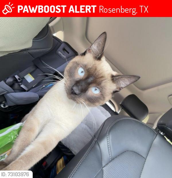 Lost Male Cat last seen LGI HOMES BETWEEN 36 and 2218 on j Meyer road, Rosenberg, TX 77469