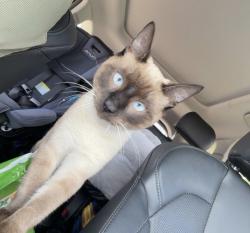 Lost Male Cat last seen LGI HOMES BETWEEN 36 and 2218 on j Meyer road, Rosenberg, TX 77469