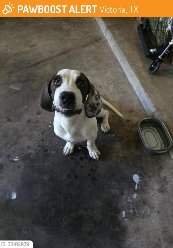 Found/Stray Unknown Dog last seen Belltower Subdivision, Victoria, TX 77904