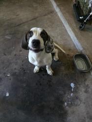 Found/Stray Unknown Dog last seen Belltower Subdivision, Victoria, TX 77904