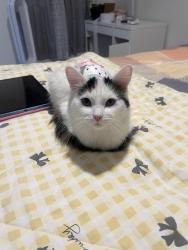 Reunited Female Cat last seen Near w Hanover grove las Vegas nv 89148, Las Vegas, NV 89148