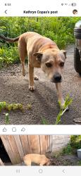 Found/Stray Female Dog last seen Mary Hughes school, Piney Flats, TN 37686