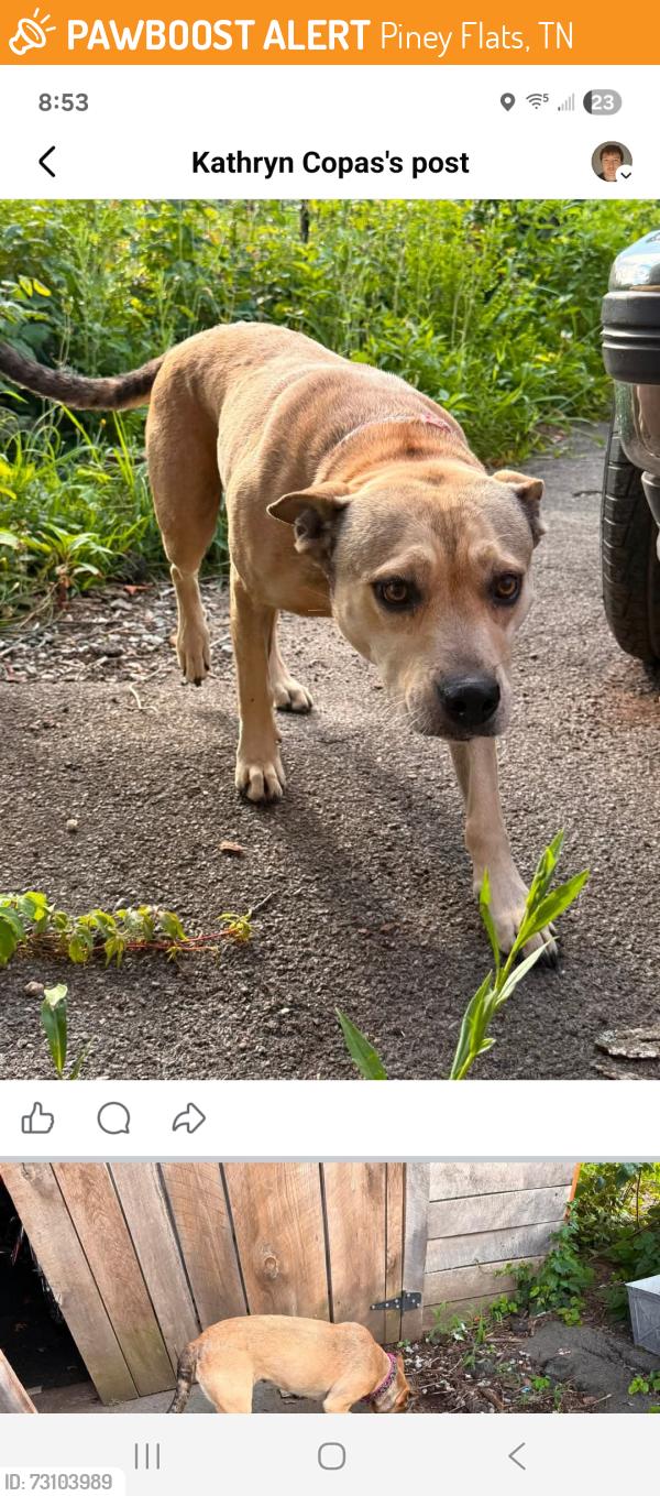 Found/Stray Female Dog last seen Mary Hughes school, Piney Flats, TN 37686