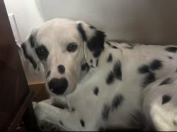 Reunited Female Dog last seen College Ave, Oakland, CA 94618