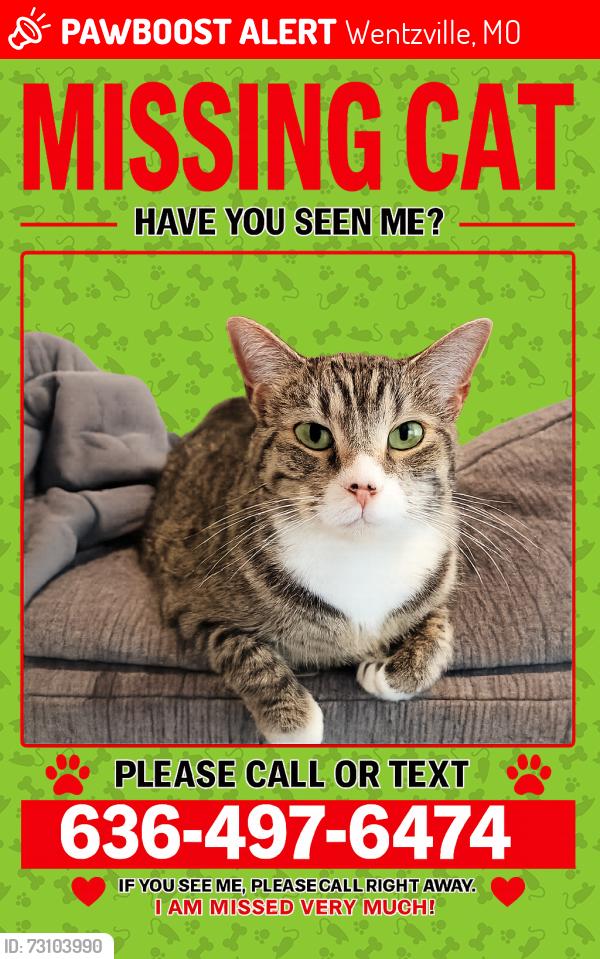 Lost Female Cat last seen Heritage Point subdivision, Wentzville, MO 63385