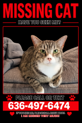 Lost Female Cat last seen Heritage Point subdivision, Wentzville, MO 63385