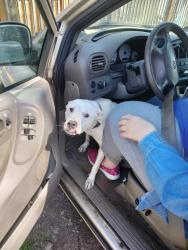 Reunited Female Dog last seen Swann Rd, Statesville NC, Statesville, NC 28625