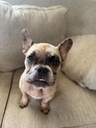Found/Stray Female Dog last seen Titus Pausel Park, Fort Worth, TX 76105