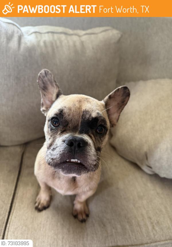 Found/Stray Female Dog last seen Titus Pausel Park, Fort Worth, TX 76105