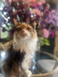 Reunited Female Cat last seen West of Waveland Golf Course, Des Moines, IA 50311