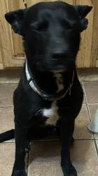 Lost Male Dog last seen Fm 467, Seguin, TX 78155