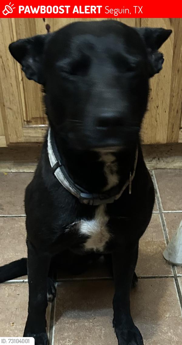 Lost Male Dog last seen Fm 467, Seguin, TX 78155